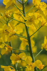 Rapeseed plant with several yellow flowers in summer. Crop plant in detail in sunshine from a field. Yellow petals, yellow pistils, bee pollen and green flower stems
