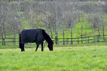 Black horse grazing in a meadow, Kenilworth, England, UK