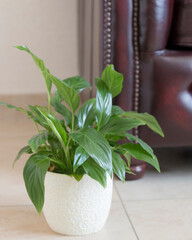 indoor plant spathiphillum on the background of a burgundy sofa, beige background