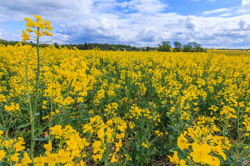 Obraz premium Landscape of plants Brassica napus of a rapeseed field. Lots of yellow flowers with green stem and petals. Clouds on the horizon and trees in the background