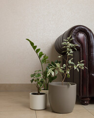 indoor plants ficus and zamioculcas on the background of a burgundy sofa, beige background