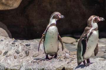 Pingüinos en el mar