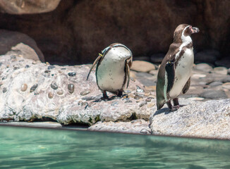 Fototapeta premium Pingüinos en el mar