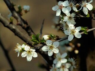 Blossoming in spring