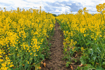 Path through a rape field. Rapeseed plants in yellow bloom in sunshine. Useful plant Brassica napus in summer with Reps or Lewat. Clouds on the horizon. Plants with green plant stems and leaves.