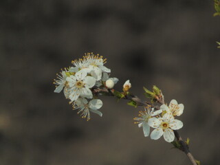 Blossoming in spring