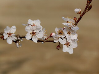 Blossoming in spring