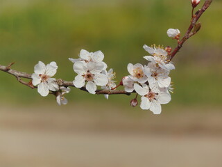 Blossoming in spring