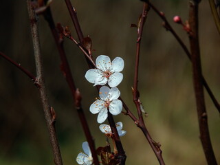 Blossoming in spring