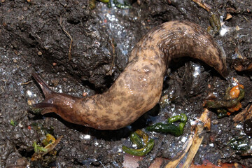 Macro of a slug crawling over slimy ground