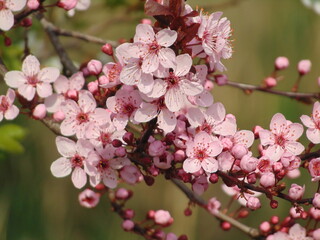 Blossoming in spring