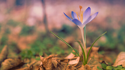 Krokus 