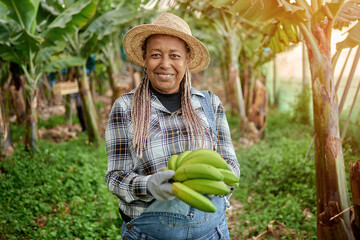 Afro adult woman looking at camera harvesting a handle of bananas in an organic plantation in summer. Focus on the face