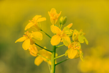 Single plant in detail from rapeseed in sunshine. Yellow flowers of the crop in summer. single petals with stem and pistil. green plant stem and plant branches