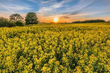 Field with many rapeseed plants at flowering time. Landscape with yellow flowers of the crop in the evening at sunset. Trees on the background and clouds in the sky