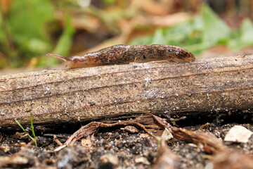 Macro of the side of a slug on a wooden board