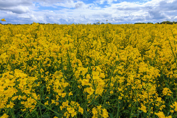 Obraz premium Many yellow flowers of a rapeseed field in summer. Arable land with crops of the cruciferous family. Field with clouds on the horizon. Rapeseed plants with green flower stems and branches