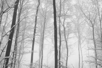 Wald Winter Schnee Nebel