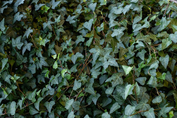 Green ivy background. Common ivy or Hedera helix is a clinging and climbing evergreen vine plant. Biophilic background.