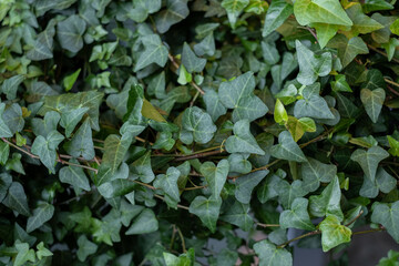 Obraz premium Green ivy background. Common ivy or Hedera helix is a clinging and climbing evergreen vine plant.