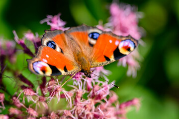 Butterfly peacock eye on a flower.