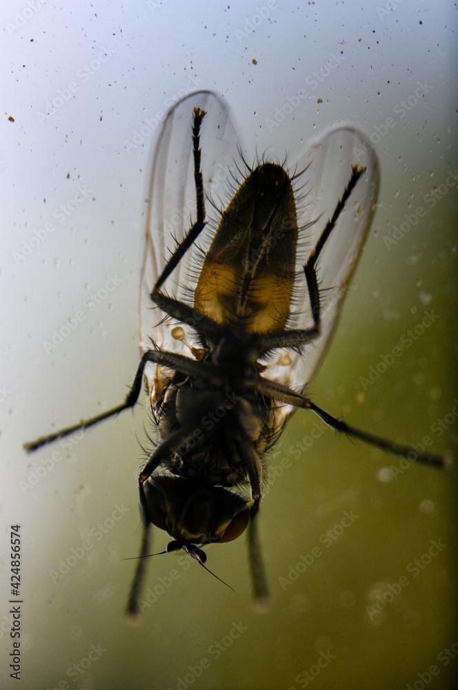 Poster View of the fly from the bottom.