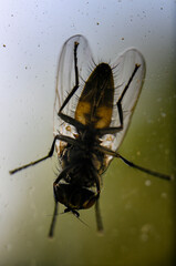 View of the fly from the bottom.