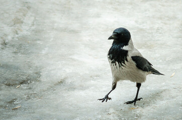 The grey crow walks in the snow on a frosty Sunny day