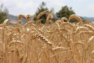 Campo de cereales en verano.