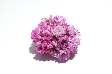 白背景のレンゲソウ