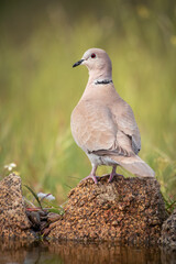 Turkish turtle dove perched on a stone about to drink
