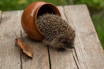 Little cute hedgehog climbed out of the jug and looks into the frame © dmyand