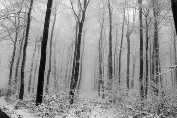 Wald Winter Schnee Nebel