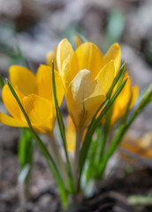 Close-up of Yellow Crocus Flowers with Soft Focus Background