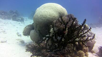 hard coral