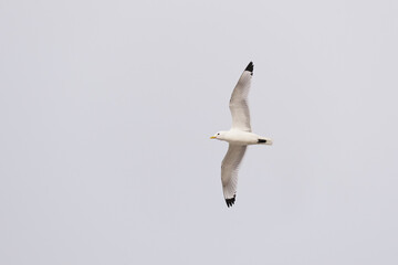 black-legged kittiwake flying at the limestone cliffs at Bulbjerg at the North Sea coast of Denmark