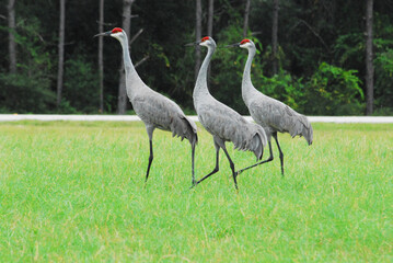 Obraz premium BIRDS- Florida- Close Up of Three Beautiful Sandhill Cranes