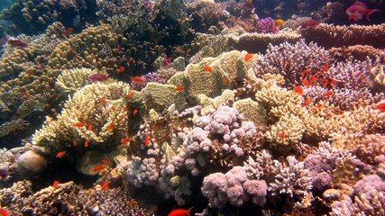 coral reef in the sea