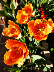 curly petals of orange tulips on foreground