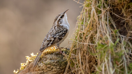 bird, natur, wild lebende tiere, schnabel, tier, gras, wild, lark, braun, 