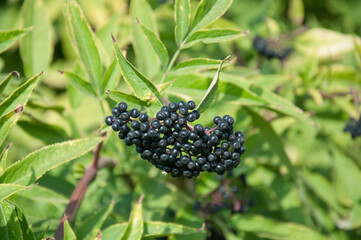 Black elderberry bush (sambucus nigra) fruit in sunlight. Elderberry black European on the branches...