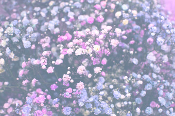  Colorful bouquet of gypsophila. Delicate floral background of small pink, purple and blue gypsophila flowers. Haze grass  (Gypsophila paniculata)