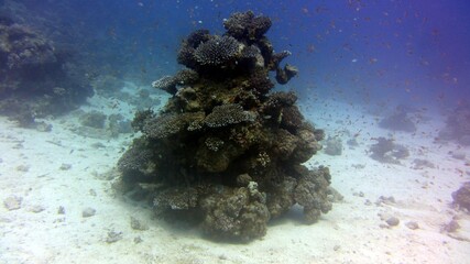 Naklejka na ściany i meble underwater hard corals