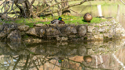 Couple of duck, on a small stone island, in the middle of the lake, close-up
