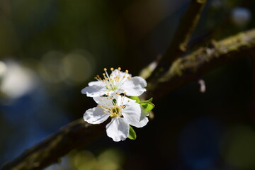 Obraz premium Close up of the first white blossoms on a tree branche in spring