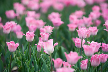 Pink tulips