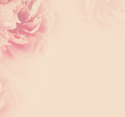 Pink peony background
