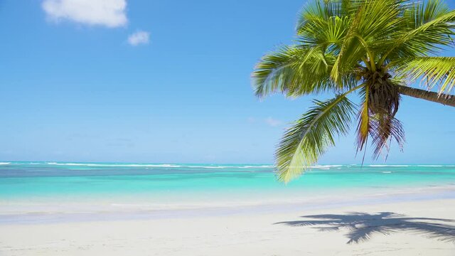 Paradise beach background. Sea and beach 4k landscape. Palm trees over the sea stock video footage 4k, nobody, copy space.