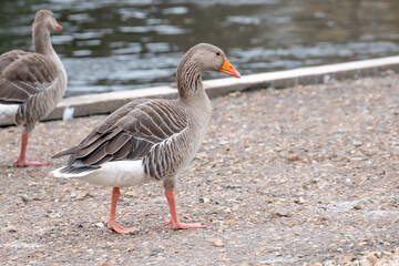 A wild greylag goose (Anser Anser) on the bank of the River Bure in the village of Wroxham in the heart of the Norfolk Broads