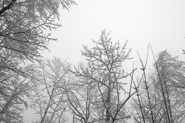 Fototapeta na wymiar Wald Winter Schnee Nebel